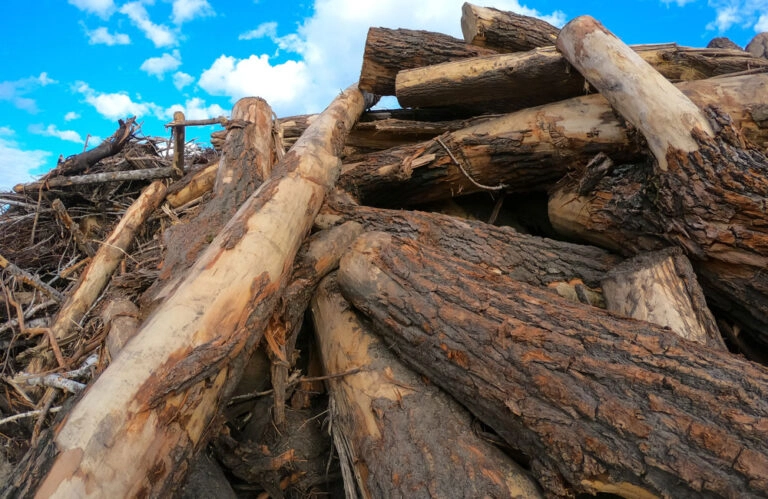Trees Stumps